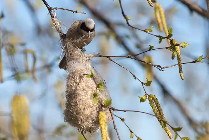 Как ремезы строят свои гнезда