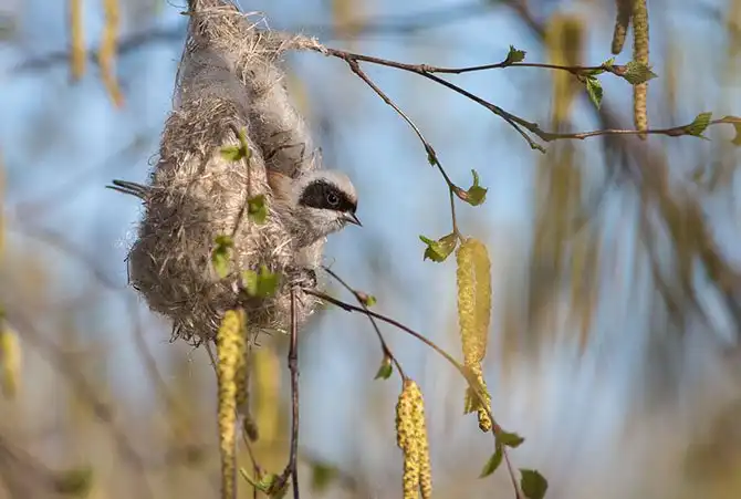 Как ремезы строят свои гнезда
