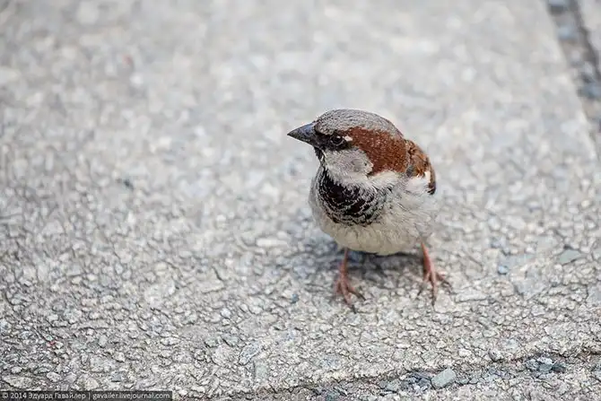 Саксонская Швейцария
