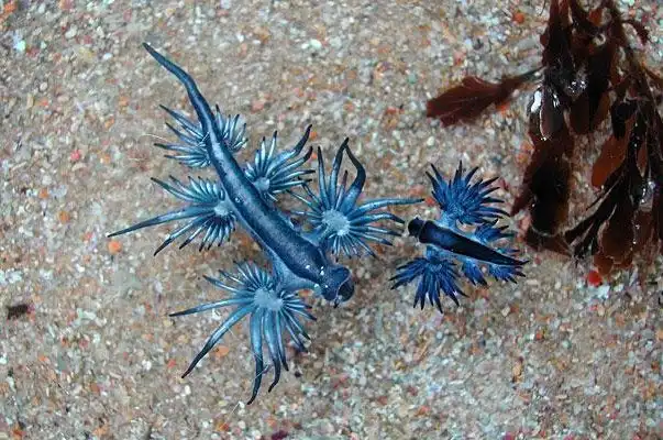 22 животных, о которых вы не знали