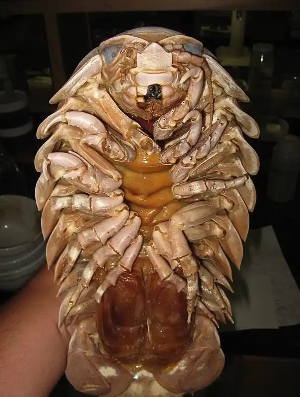 22 животных, о которых вы не знали