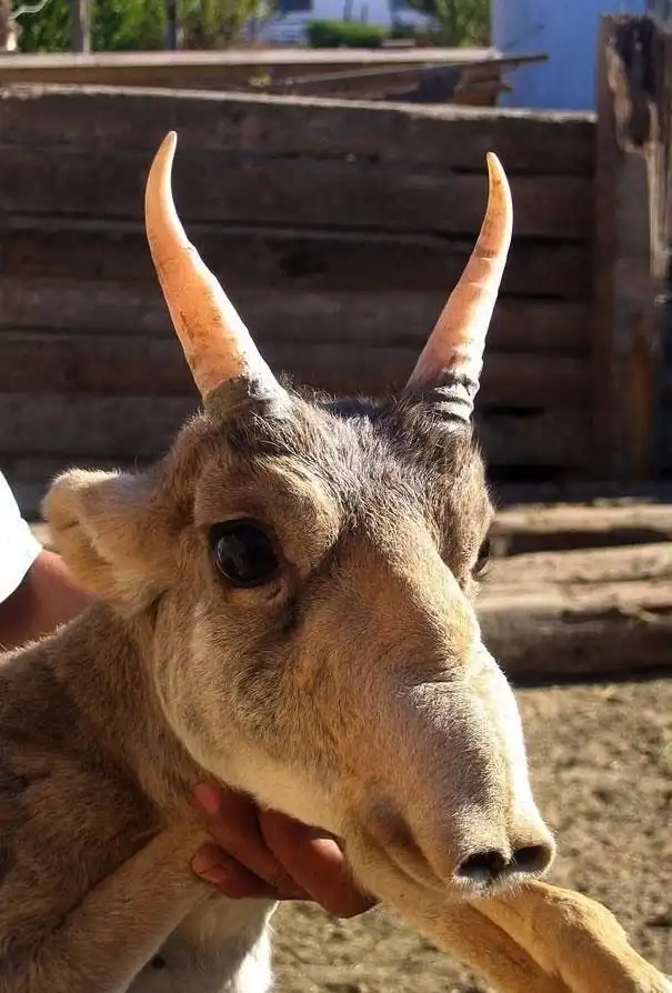 22 животных, о которых вы не знали