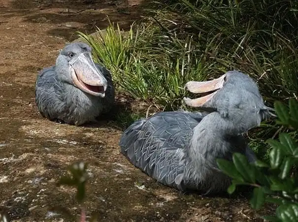 22 животных, о которых вы не знали