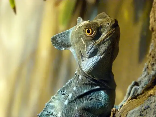 10 самых странных животных, которых выращивают на фермах