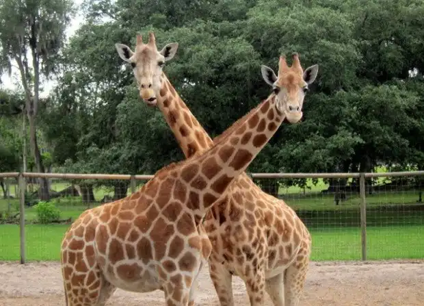 10 самых странных животных, которых выращивают на фермах