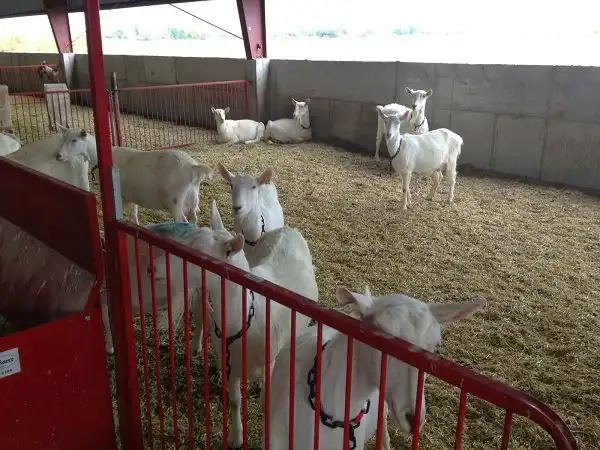 10 самых странных животных, которых выращивают на фермах