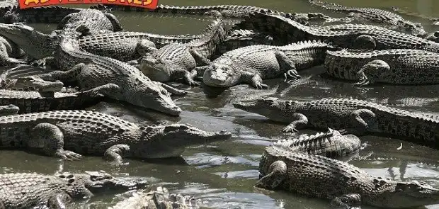 10 самых странных животных, которых выращивают на фермах