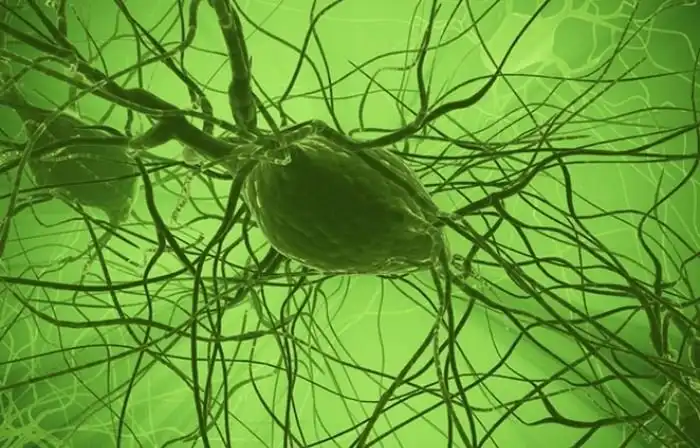 Вероятные изменения человеческого тела в будущем