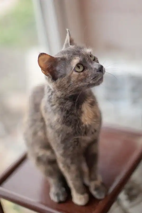 Красивая кошечка