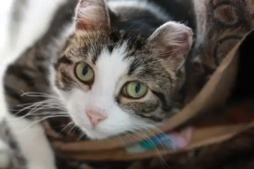 Милый толстячок Васаби ищет самых заботливых хозяев