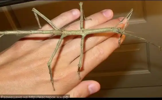 Самое длинное насекомое в мире
