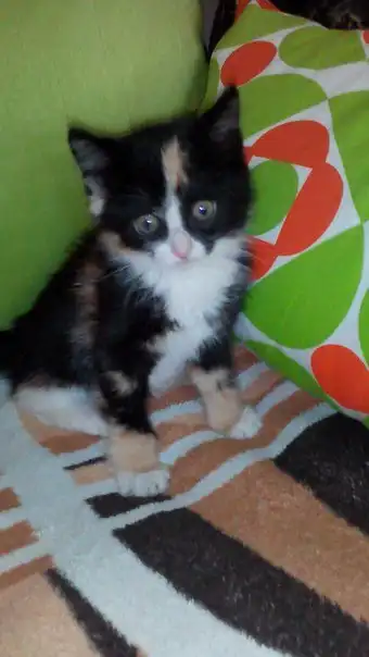 Отдадим кошечку:)