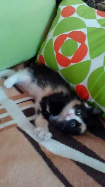 Отдадим кошечку:)