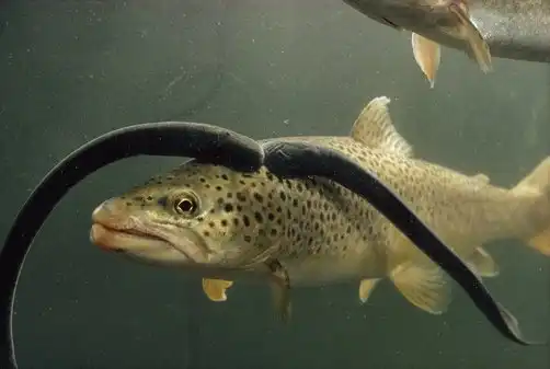 Минога. Ах ты паразит!