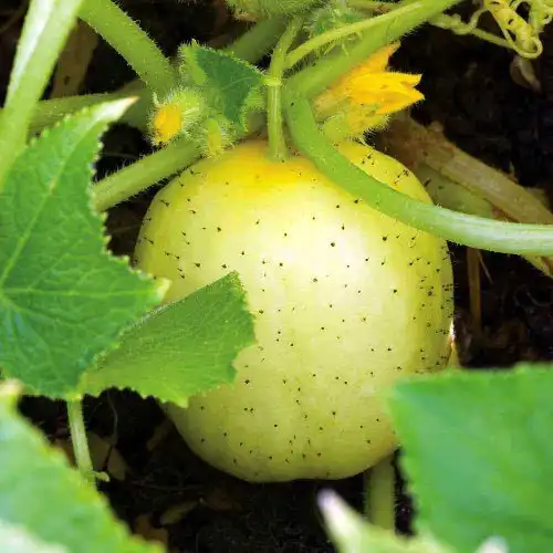 очумеееть...ОГУРЦЫ.