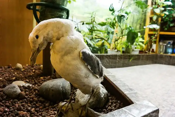 Быт и жизнь на атомном ледоколе