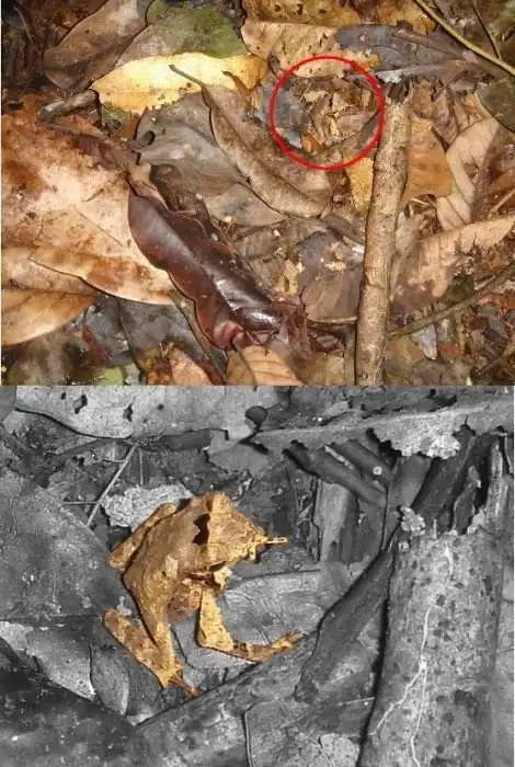 Удивительный природный камуфляж