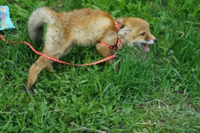 Спасенный лисенок