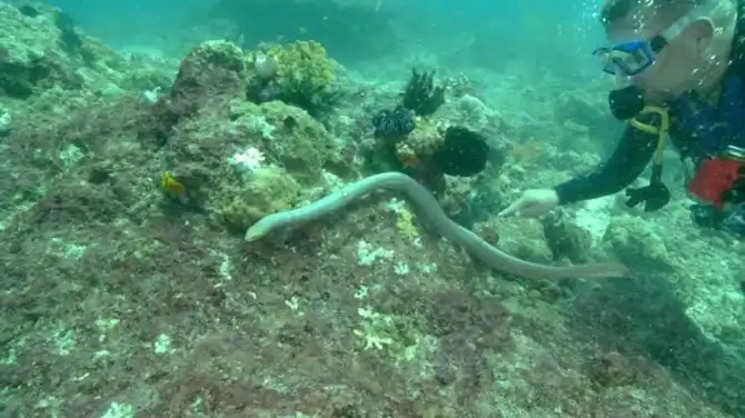 Самые опасные змеи в мире