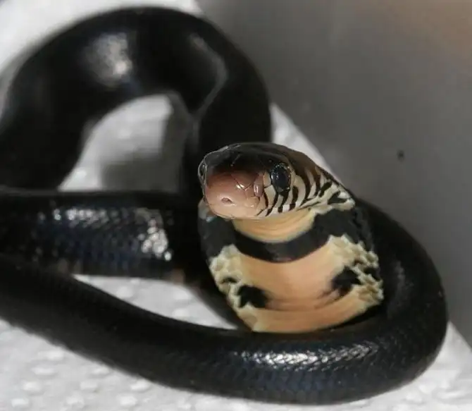 Самые опасные змеи в мире