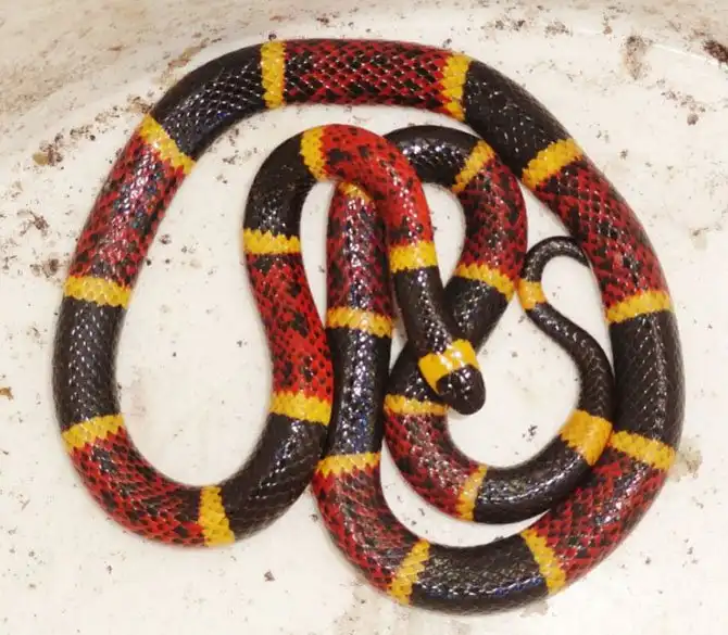 Самые опасные змеи в мире