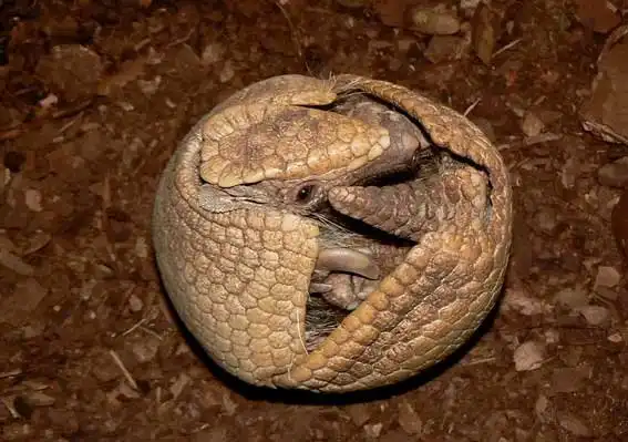 Карманный динозавр