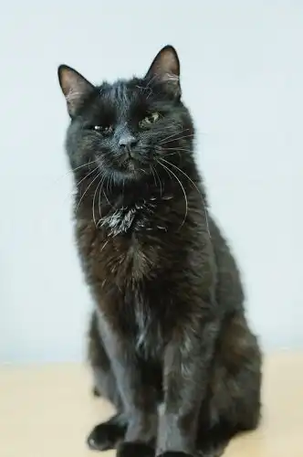 Красавица Кокс ищет дом.