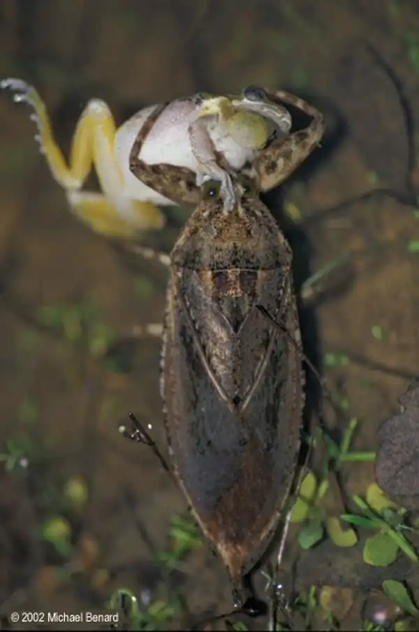 Гигантский водяной клоп