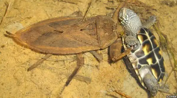 Гигантский водяной клоп