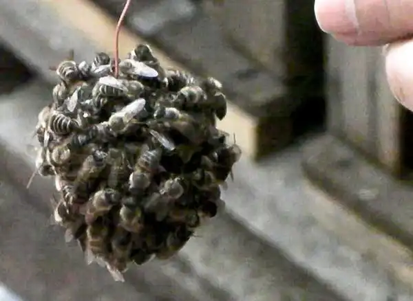 Шершень (Vespa crabro)