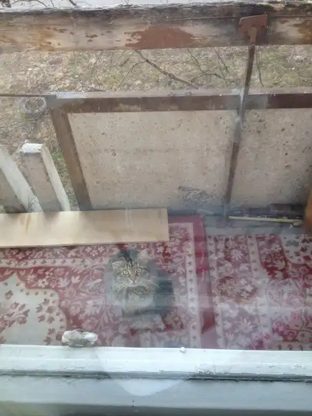 Возьмите Барсика!Очень срочно! Котейка пропадет!