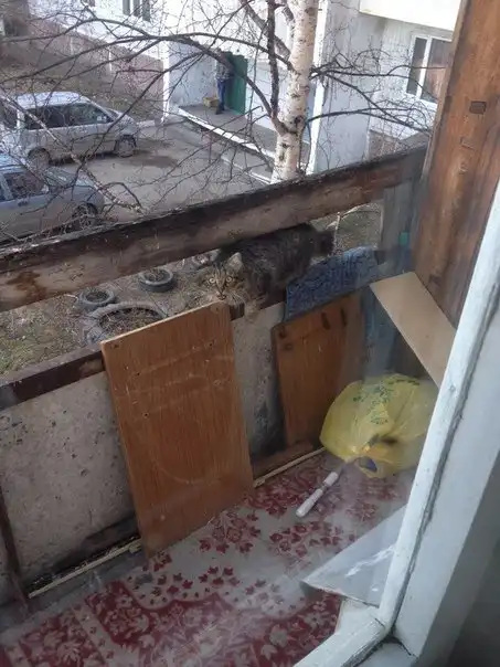 Возьмите Барсика!Очень срочно! Котейка пропадет!