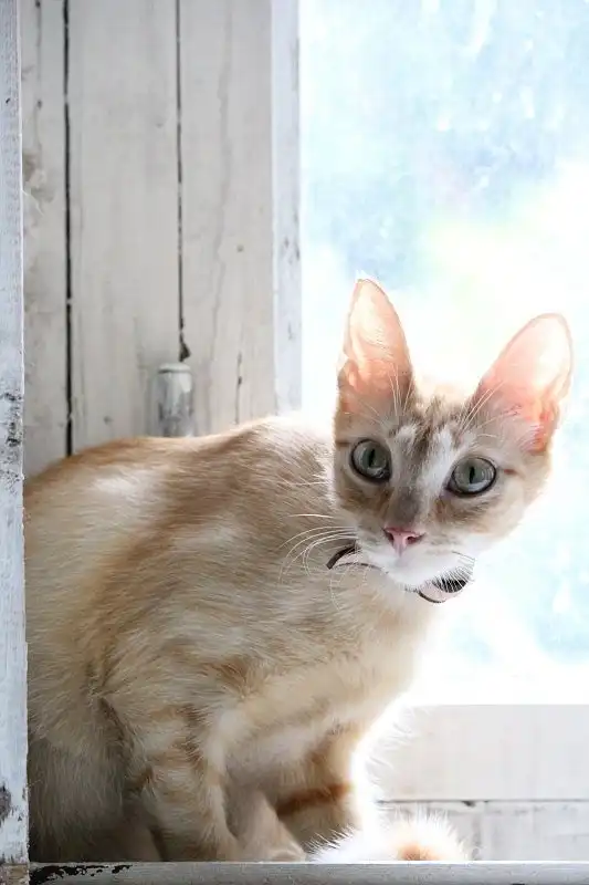 Отдам кошку Джоанну