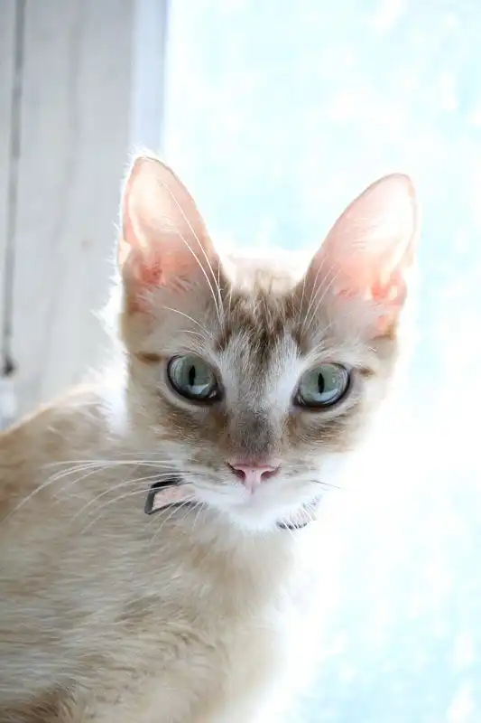 Отдам кошку Джоанну