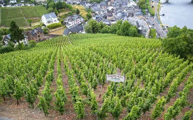 Как в Германии делают вино