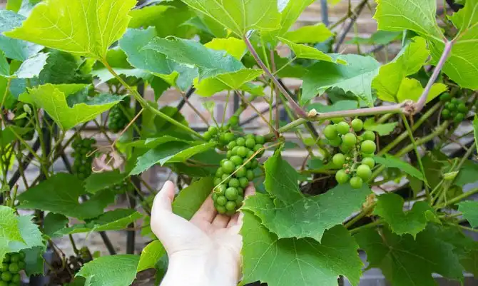 Как в Германии делают вино