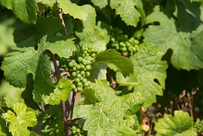 Как в Германии делают вино