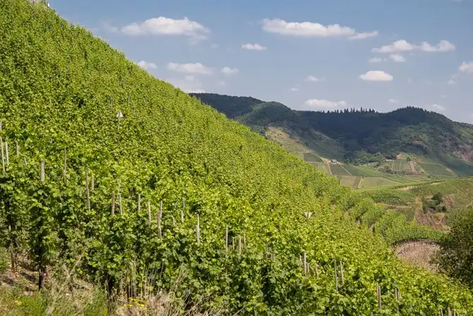 Как в Германии делают вино