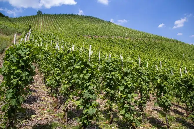 Как в Германии делают вино