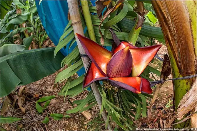 Банановая плантация в Китае