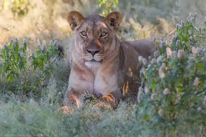 Львы из Калахари