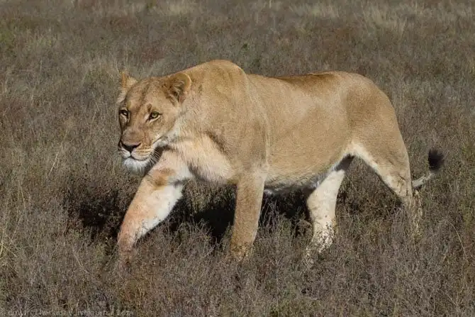 Львы из Калахари