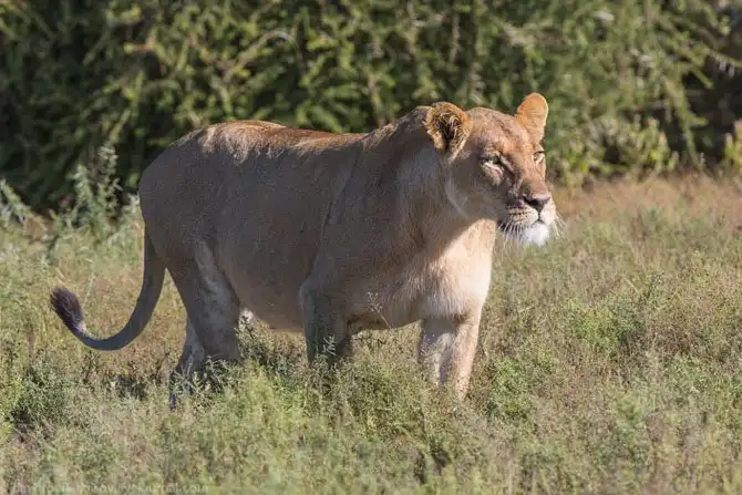 Львы из Калахари