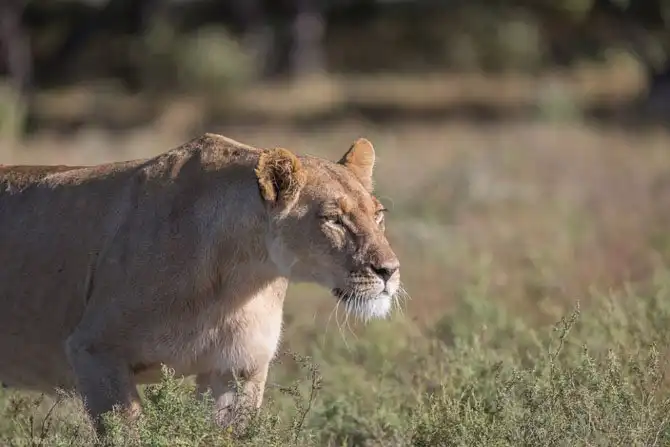 Львы из Калахари