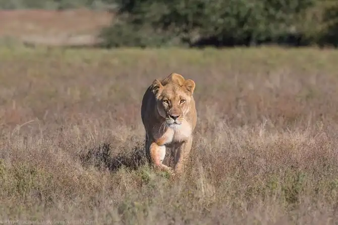 Львы из Калахари