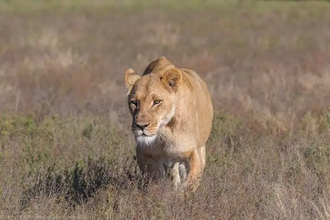 Львы из Калахари