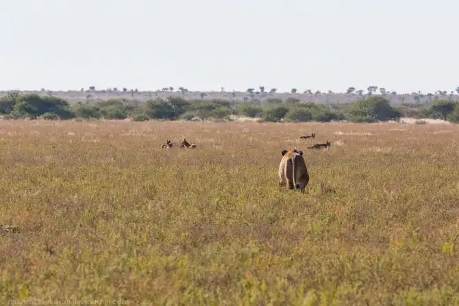 Львы из Калахари