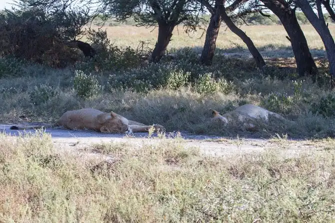 Львы из Калахари