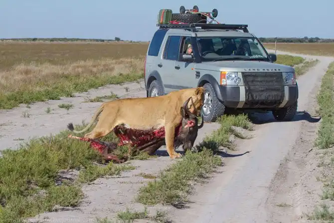Львы из Калахари