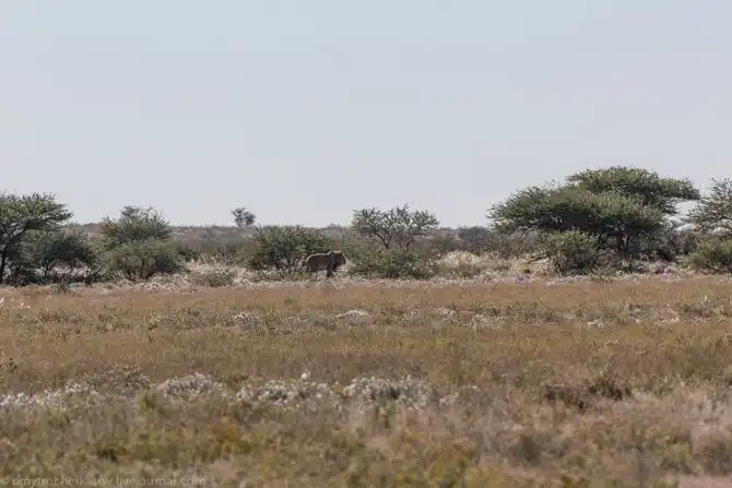 Львы из Калахари